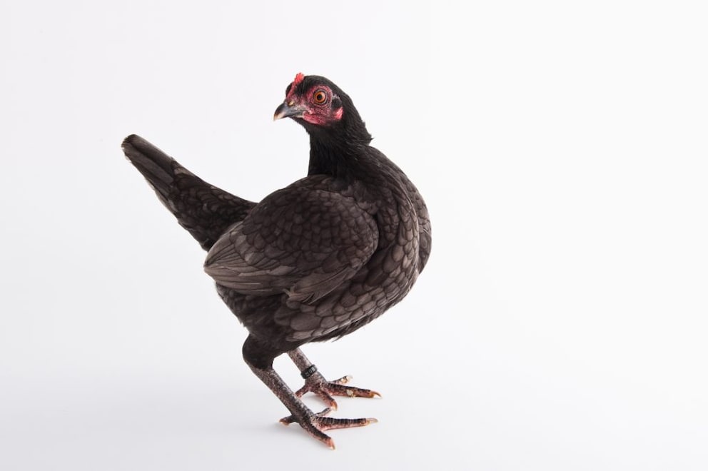 Hen of the Old English Game breed