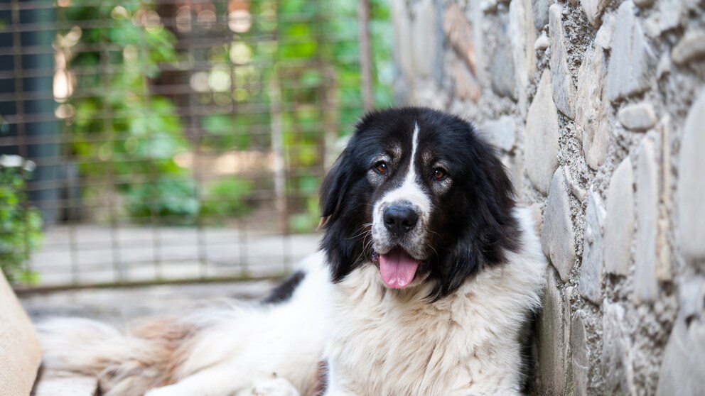 Der Ciobănesc Românesc de Bucovina, auch Rumänischer Bukowina Schäferhund genannt, ist ein Hirtenhund, der ursprünglich aus den Karpaten stammt