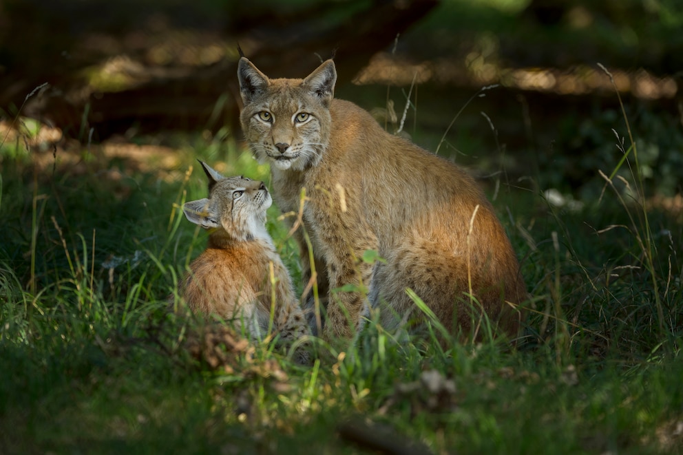 Fun Fact: Im deutschen Sprachgebrauch ist mit „Luchs“ fast immer der eurasische Luchs bzw. der Nordluchs gemeint. 