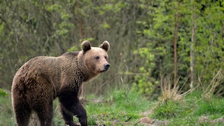 Wilder Braunbär in den Karpaten Rumäniens