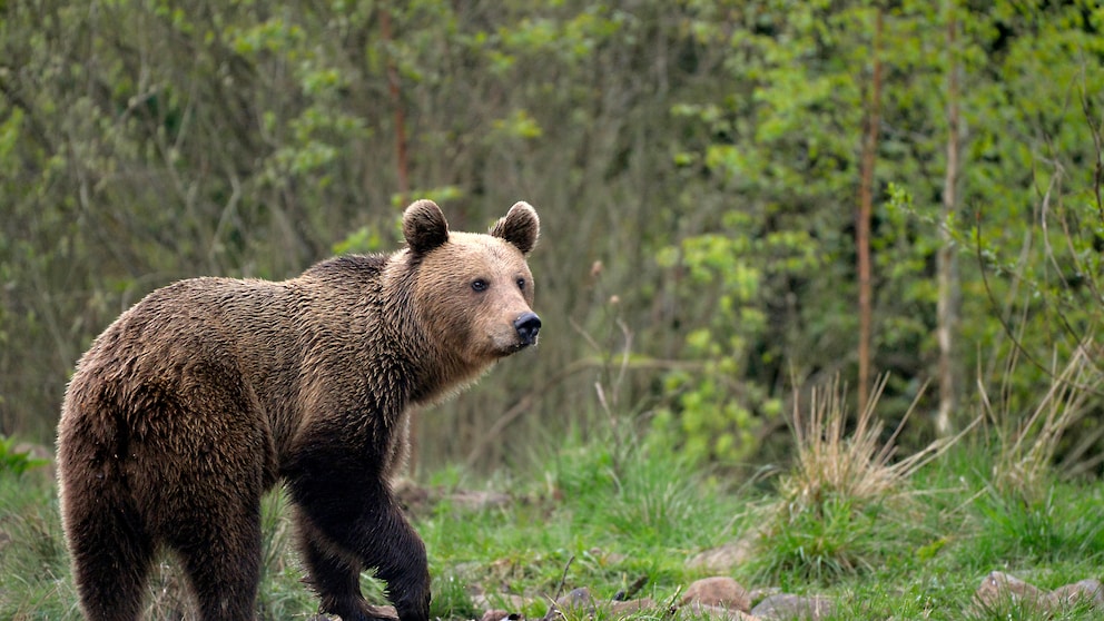 Wilder Braunbär in den Karpaten Rumäniens