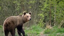 Wilder Braunbär in den Karpaten Rumäniens