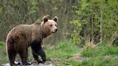 Wilder Braunbär in den Karpaten Rumäniens