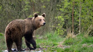 Wilder Braunbär in den Karpaten Rumäniens