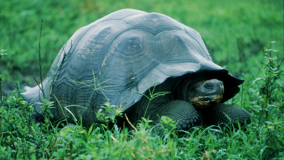 Schildkröte auf Gras