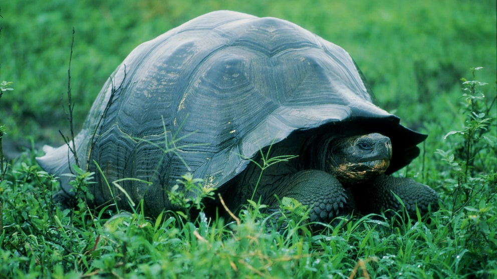 Schildkröte auf Gras