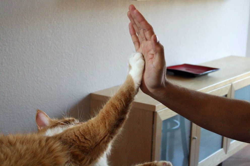 Katze Tricks Beibringen: So Klappt Es - PETBOOK