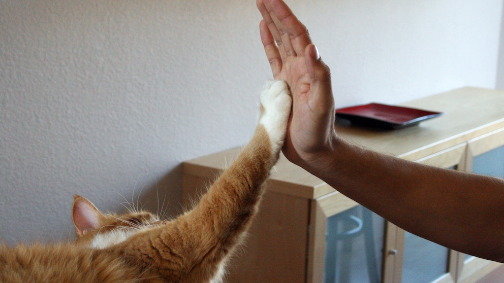 Pfötchengeben ist ein Trick den viele Halter mit ihren Katzen erarbeiten.