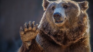 Bei einer Bären-Begegnung raten Experten vor allem eines: Ruhe bewahren!