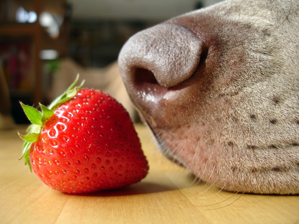Sind Erdbeeren für Hunde gesund? Expertin klärt auf