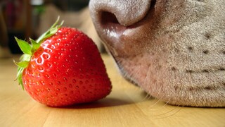 Ein Hund schnuppert an einer Erdbeere