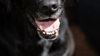 Schlechter Atem beim Hund kann unterschiedliche Ursachen haben: Zahnbelag, Zahnstein, Futter etc.