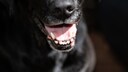 Schlechter Atem beim Hund kann unterschiedliche Ursachen haben: Zahnbelag, Zahnstein, Futter etc.