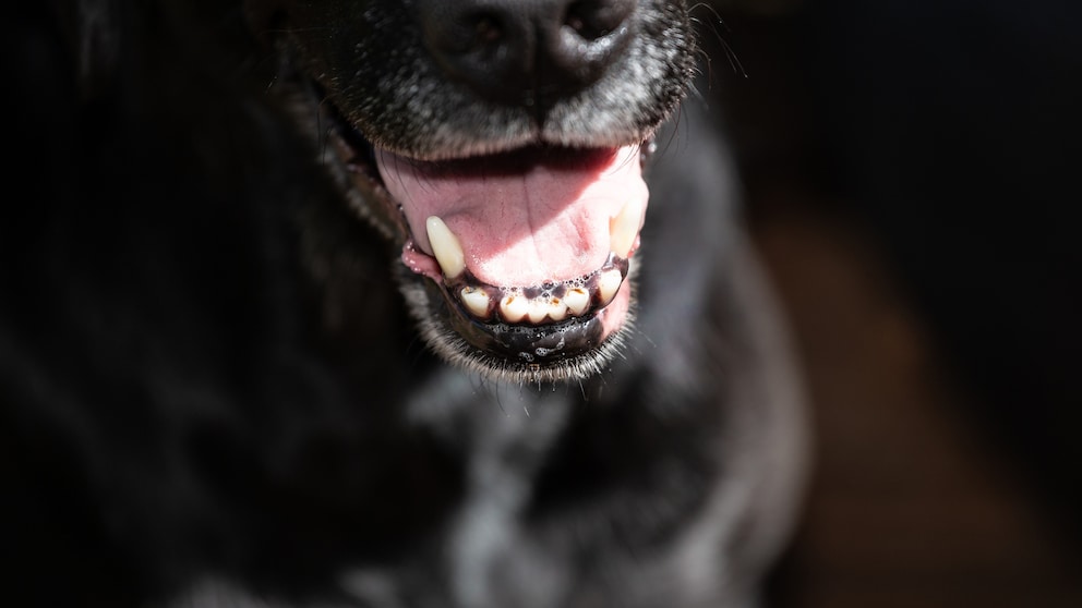 Schlechter Atem beim Hund kann unterschiedliche Ursachen haben: Zahnbelag, Zahnstein, Futter etc.