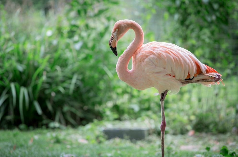 In Teilen Deutschlands haben sich verschiedene Flamingo-Arten niedergelassen. 