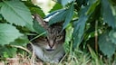 Im neuseel&auml;ndischen Canterbury wurde kurzfristig die Jagd auf wilde Katzen ausgerufen &ndash; Hauskatzen k&ouml;nnen dabei leicht mit ihren wilden Artgenossen verwechselt werden