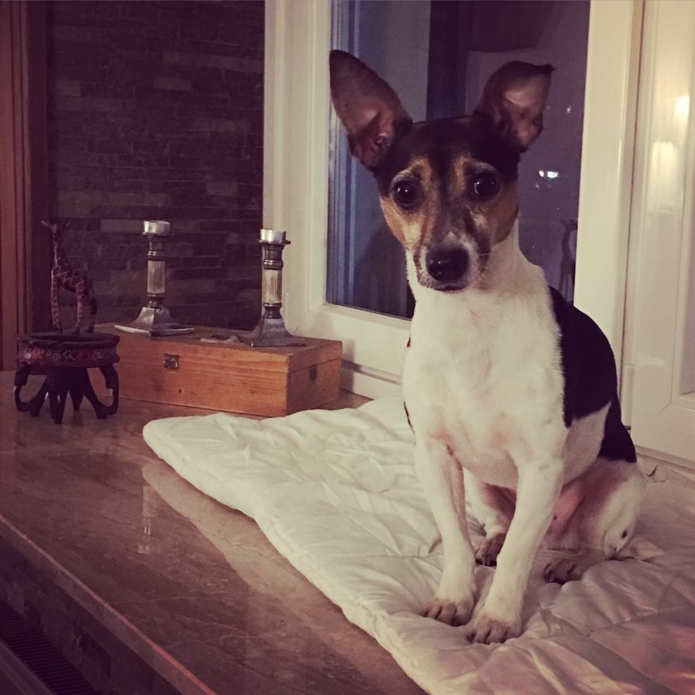 Jack Russell-Pinscher-Mix Gizmo ist ein aufgewecktes Kerlchen.