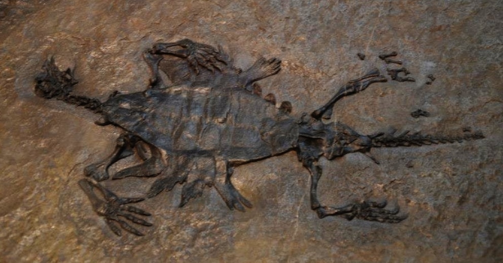 Fossil von dem ausgestorbenen Reptil Odontochelys