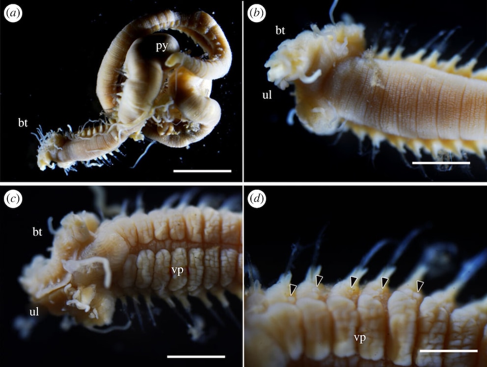 Der Wurm „Polycirrus aoandon“ aus Japan ist nach einer fiktive Kreatur mit Hörnern, scharfen Zähnen und einer blauen Laterne benannt.