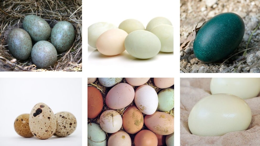Overview of various colorful bird eggs