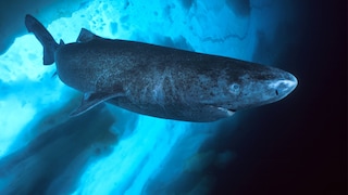 Ein Grönlandhai schwimmt durchs Eismeer