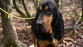 Lou, ein Hund der Rasse Schwarz-lohfarbener Waschbärenhund, aus den USA hat die längsten Ohren der Welt (Symbolbild)