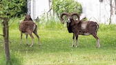 Zwei wilde Mufflons haben es sich in dem kleinen Dorf in der Nähe von Wacken in Schleswig-Holstein gemütlich gemacht und begeistern dort nun die meisten Anwohner