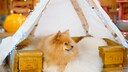 Redaktionshündin Yumi freut sich über ihr DIY-Hundebett mit Tipi