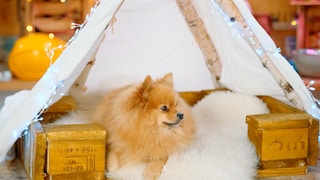 Redaktionshündin Yumi freut sich über ihr DIY-Hundebett mit Tipi