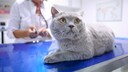 Eine Katze liegt auf dem Untersuchungstisch beim Tierarzt und schaut wenig begeistert