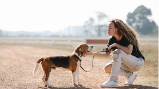 Wenn der Spaziergang immer länger dauert: Rund jeder fünfte Hund leidet an Arthrose