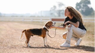 Wenn der Spaziergang immer länger dauert: Rund jeder fünfte Hund leidet an Arthrose