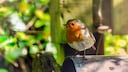 Die Vogelz&auml;hlaktion des NABU findet in der zweiten Maiwoche statt. Dabei werden V&ouml;gel im Garten, wie dieses Rotkehlchen, gez&auml;hlt