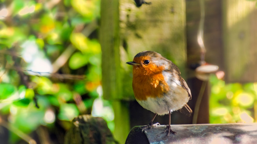 Die Vogelzählaktion des NABU findet in der zweiten Maiwoche statt. Dabei werden Vögel im Garten, wie dieses Rotkehlchen, gezählt