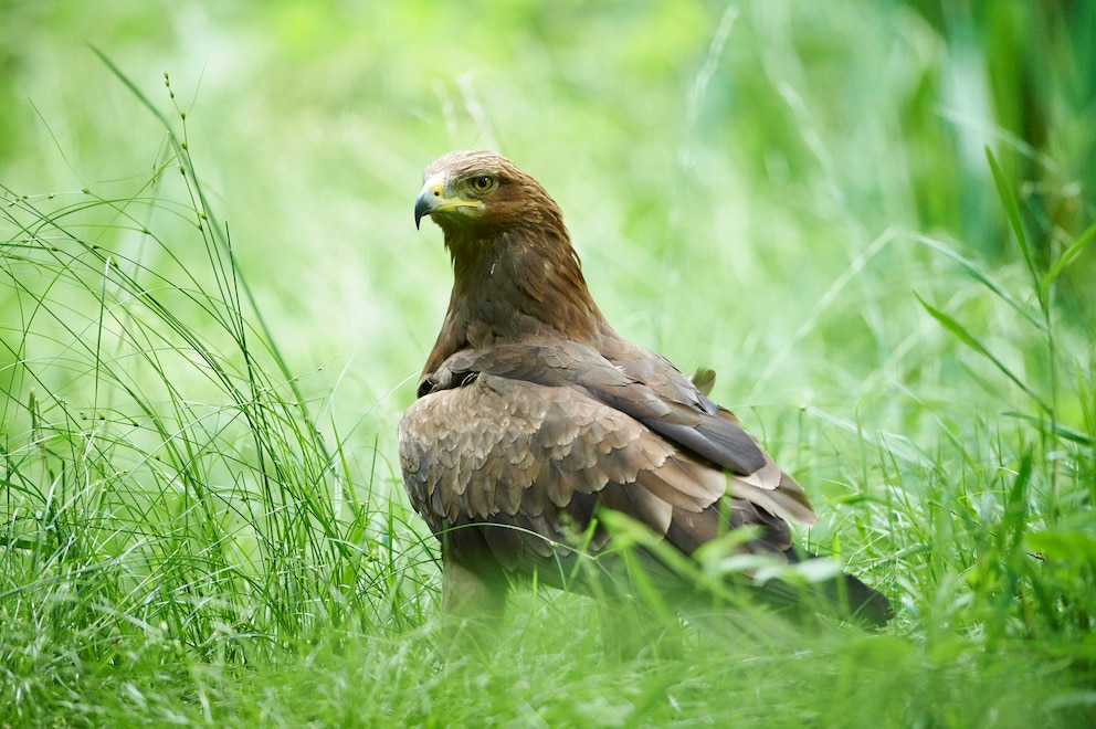 Ein Schreiadler sitzt im Gras