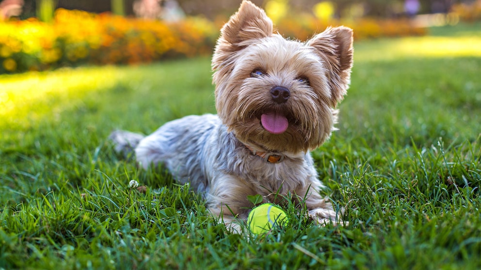 Ein Yorkshire Terrier liegt mit einem Tennisball im Gras