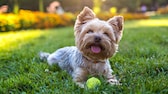 Ein Yorkshire Terrier liegt mit einem Tennisball im Gras