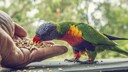 Ein Regenbogenlori bekommt das richtige Futter f&uuml;r Zierv&ouml;gel aus der Hand
