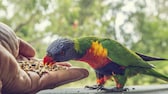 Ein Regenbogenlori bekommt das richtige Futter für Ziervögel aus der Hand