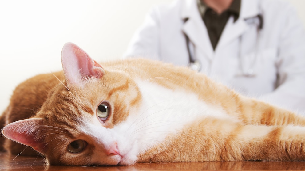 Katze liegt auf Behandlungstisch beim Tierarzt