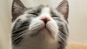 Eine Nachaufnahme einer Katze mit deutlich sichtbaren Schnurrhaaren