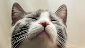 Eine Nachaufnahme einer Katze mit deutlich sichtbaren Schnurrhaaren