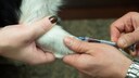 Blutabnahme beim Hund