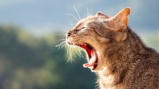 Eine Katze öffnet ihr Maul