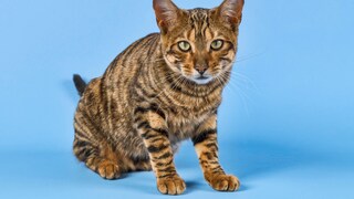 Ein Toyger schaut in die Kamera