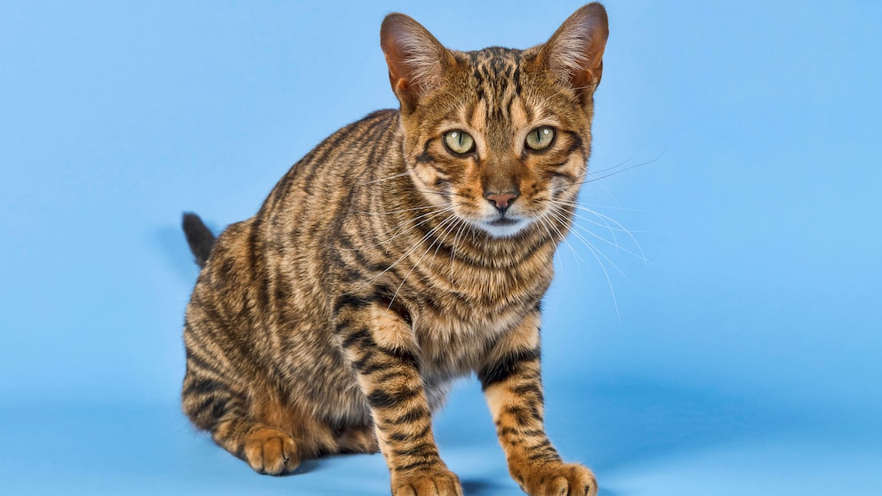 Ein Toyger schaut in die Kamera