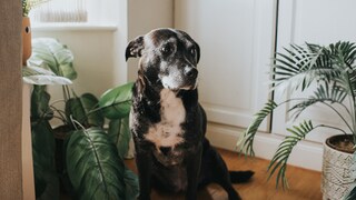 Eine alte Hündin sitzt umgeben von Pflanzen auf dem Boden einer Wohnung