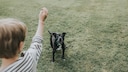 Ein Kind spielt mit einem alten Hund Ball