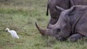 Zwei Spitzmaulnashörner in der Savanne von Kenya