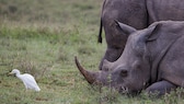 Zwei Spitzmaulnashörner in der Savanne von Kenya